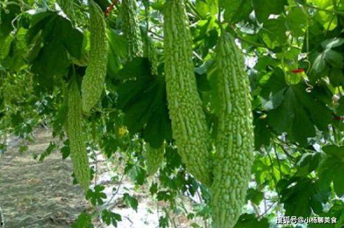绿色无污染的瓜怎么吃的,绿色无污染瓜果的清新食法指南