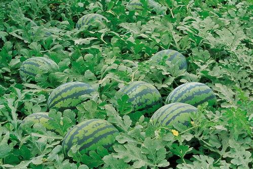 逃犯吃瓜教瓜农施肥,瓜农施肥背后的故事