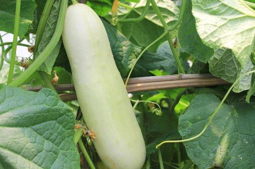 白皮吃陷瓜,一场舌尖上的冒险之旅