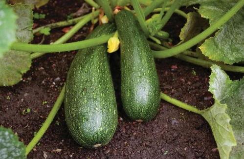 秋天吃瓜危害,当心秋季吃瓜的危害