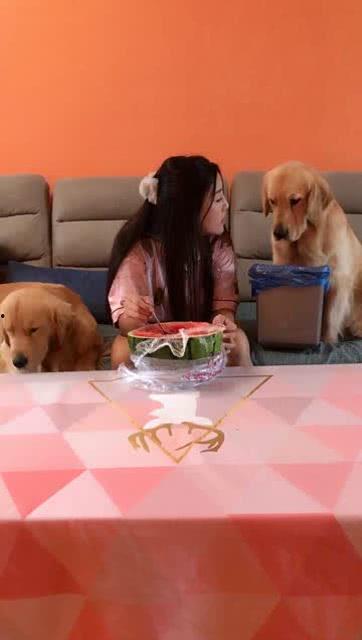 妻子与狗吃瓜,妻子与狗的甜蜜瓜田生活