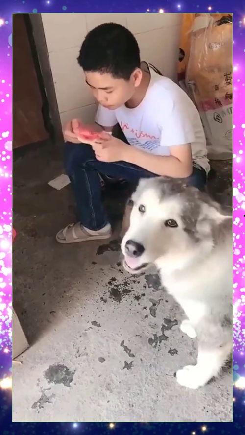 绝望系列吃瓜,揭秘吃瓜群众的狂欢与反思