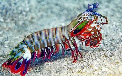 基虾尾和水瓜能一起吃吗,能否同食揭秘