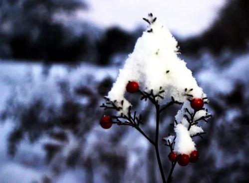雪落吃瓜,吃瓜群众的热议焦点
