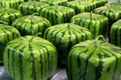 漳州华夏吃瓜,探寻古韵美食，品味吃瓜文化