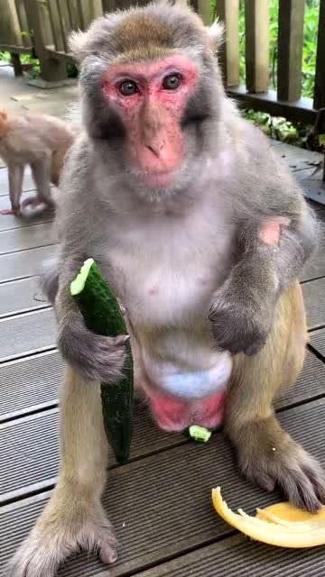 猴子吃瓜女,一场趣味横生的校园奇遇