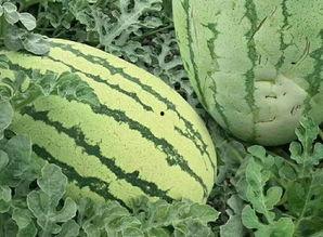 吃瓜很长的样子,揭秘“吃瓜群众”背后的真实面貌