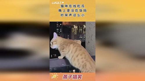 楼下吵架猫猫吃瓜,猫咪成“吃瓜群众”