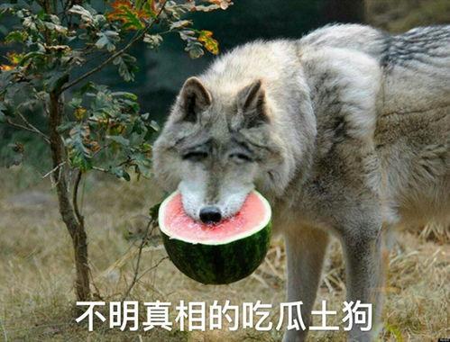 吃瓜狼图片,揭秘动物界的“美食侦探”