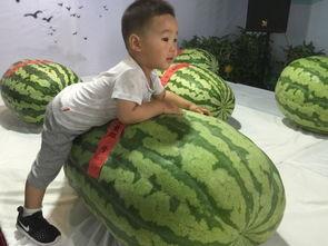 诸暨 吃瓜群众事件,网络舆论的狂欢与反思