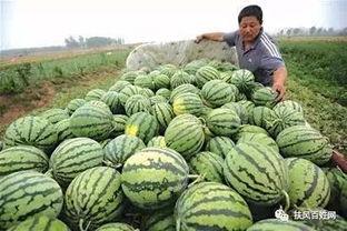 听梦吃瓜,揭秘听梦吃瓜的奇幻之旅