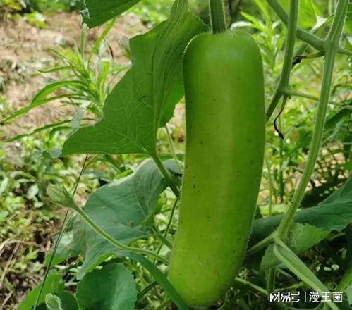 瓠子瓜产妇怎么吃,营养滋补，助力产后恢复