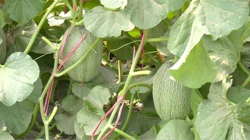 甘肃人民吃甜蜜瓜,甘肃人民的夏日美味传奇