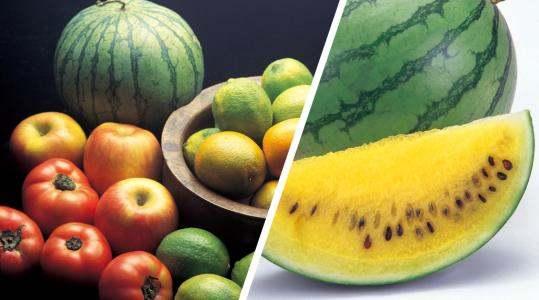 黄心瓜怎么吃,探索美味与营养的完美结合