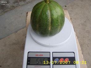 青皮园瓜怎么吃