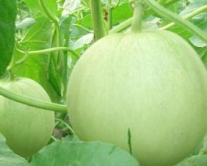 孕妇可以吃自瓜吗,自瓜在孕期中的适宜食用与注意事项