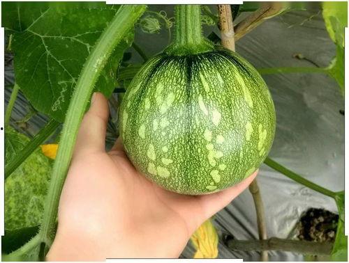 上海骨科博士吃瓜,一场跨界体验的趣味探索