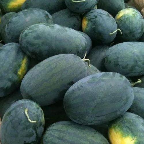 威县二宝吃瓜,揭秘瓜农的甜蜜生活