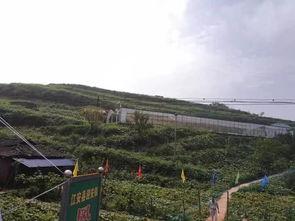 雅安名山吃瓜事件,一场网络热议背后的真相与反思