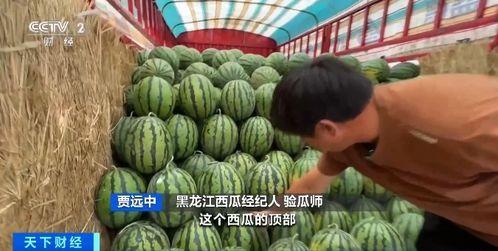 瓜瓜吃瓜系统,揭秘网络舆论场中的“吃瓜群众”现象